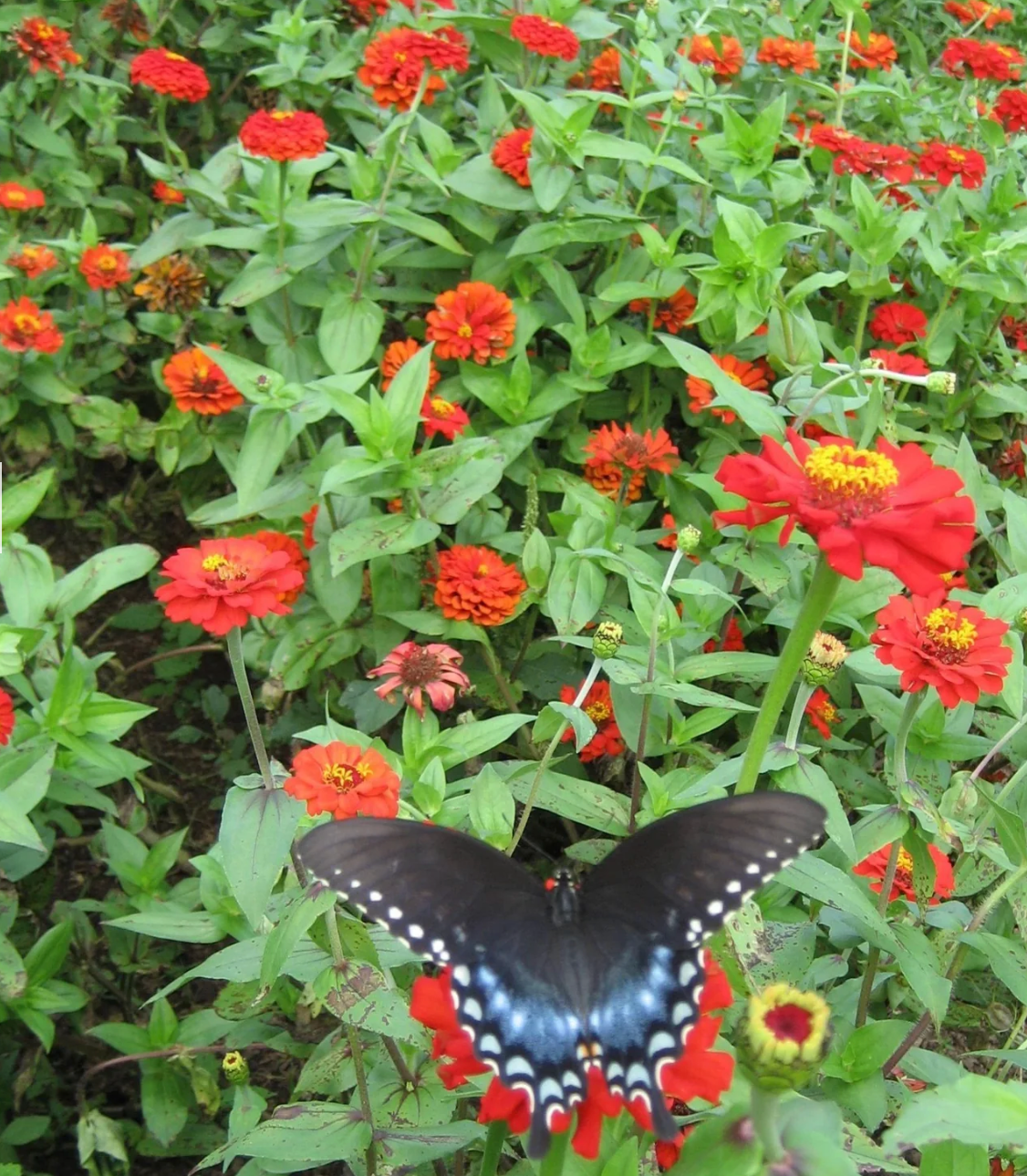 Gift Zinnia Seeds – Art Pack