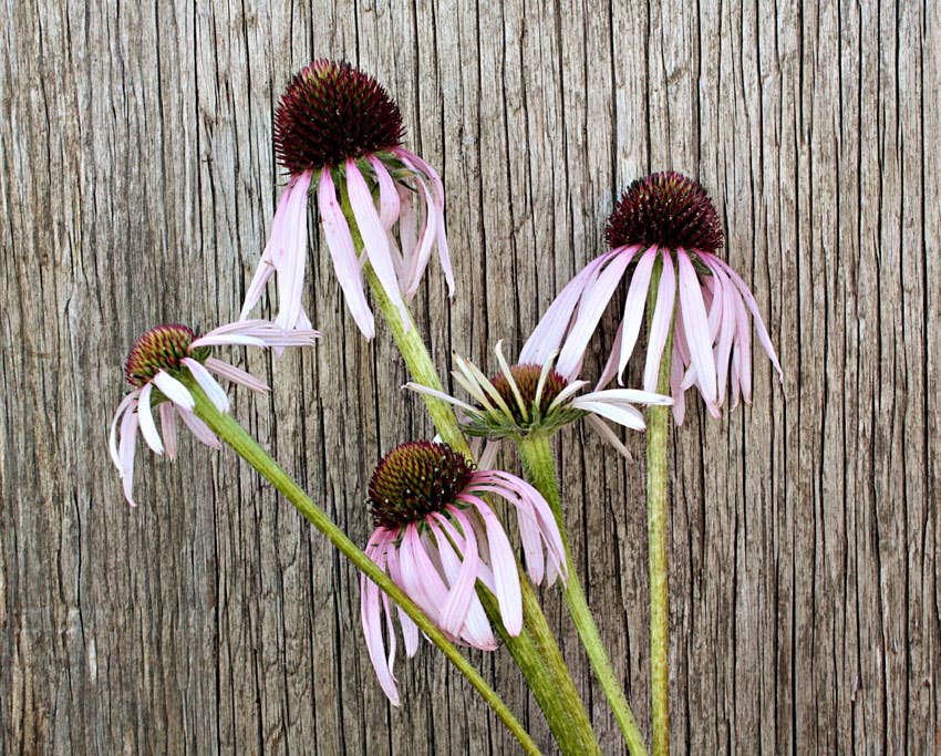 Purple Coneflower Native Seeds | Echinacea Purpurea Pollinator Series