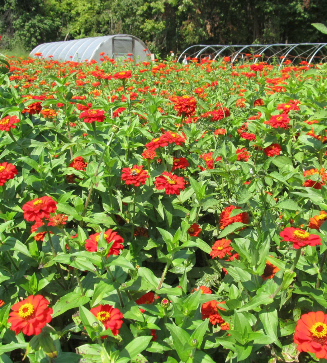 Gift Zinnia Seeds – Art Pack