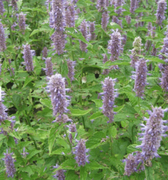 Heritage Anise Hyssop Seeds