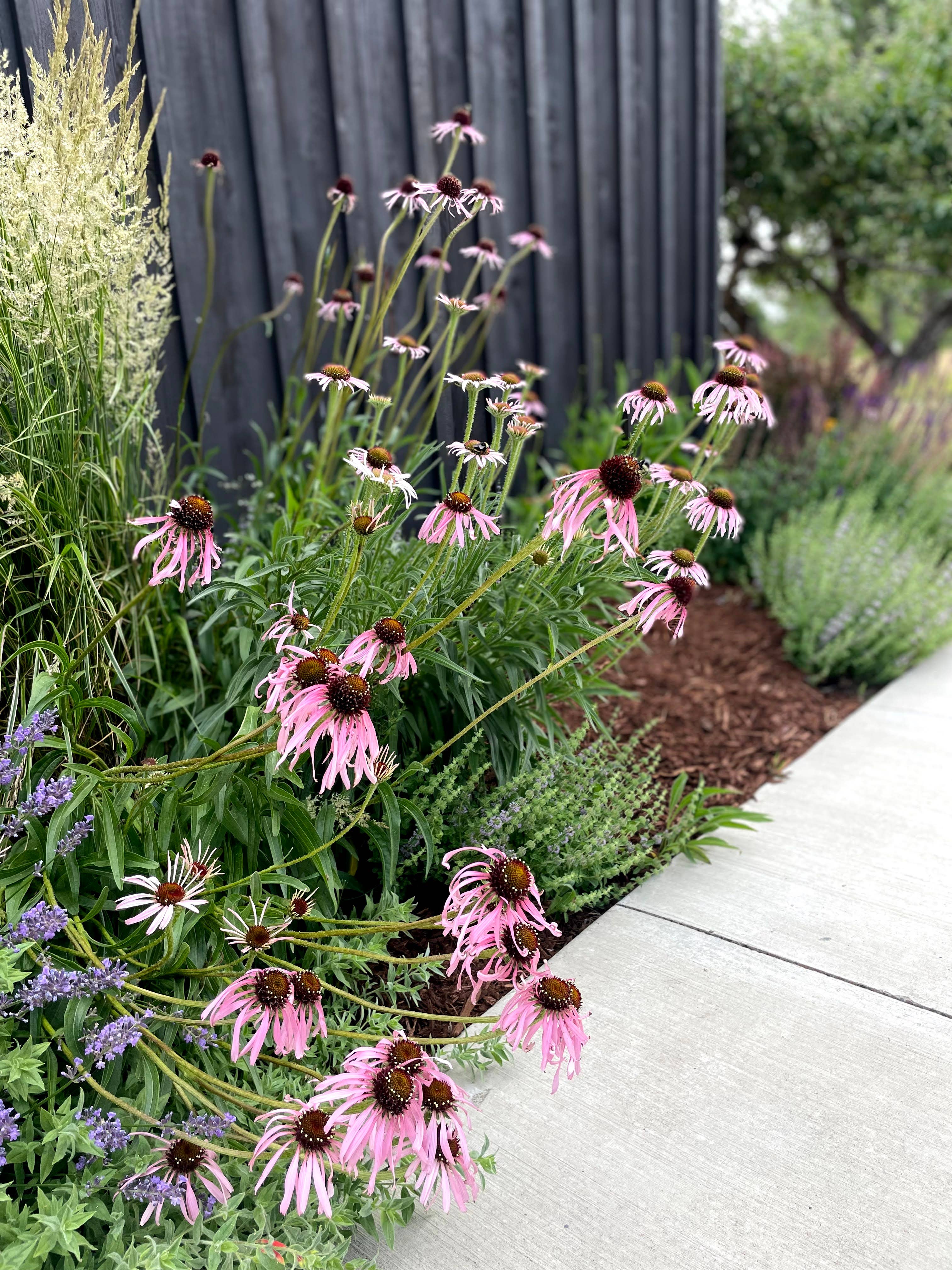 Purple Coneflower Native Seeds | Echinacea Purpurea Pollinator Series