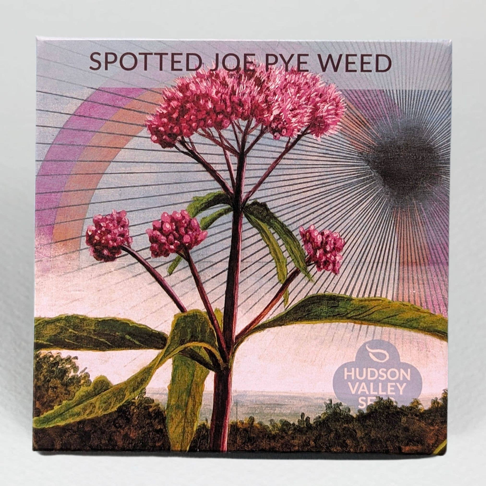 Spotted Joe Pye Weed illustration with Hudson Valley Seed logo on a colorful background