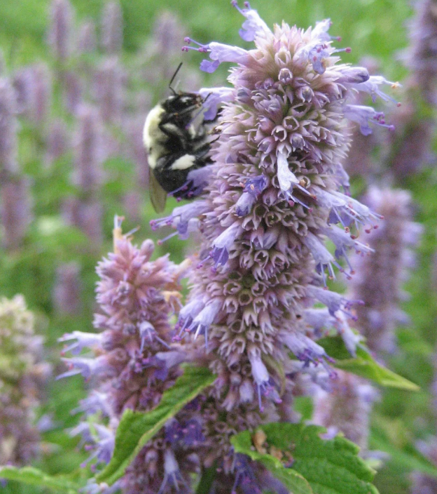 Heritage Anise Hyssop Seeds