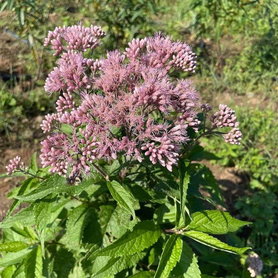 Spotted Joe Pye Weed Seed Art Pack