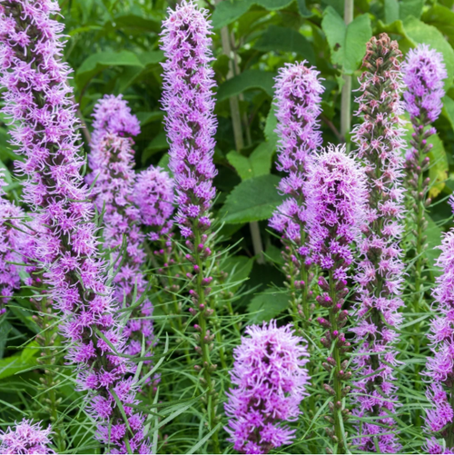 Blazing Star Seed Art Pack