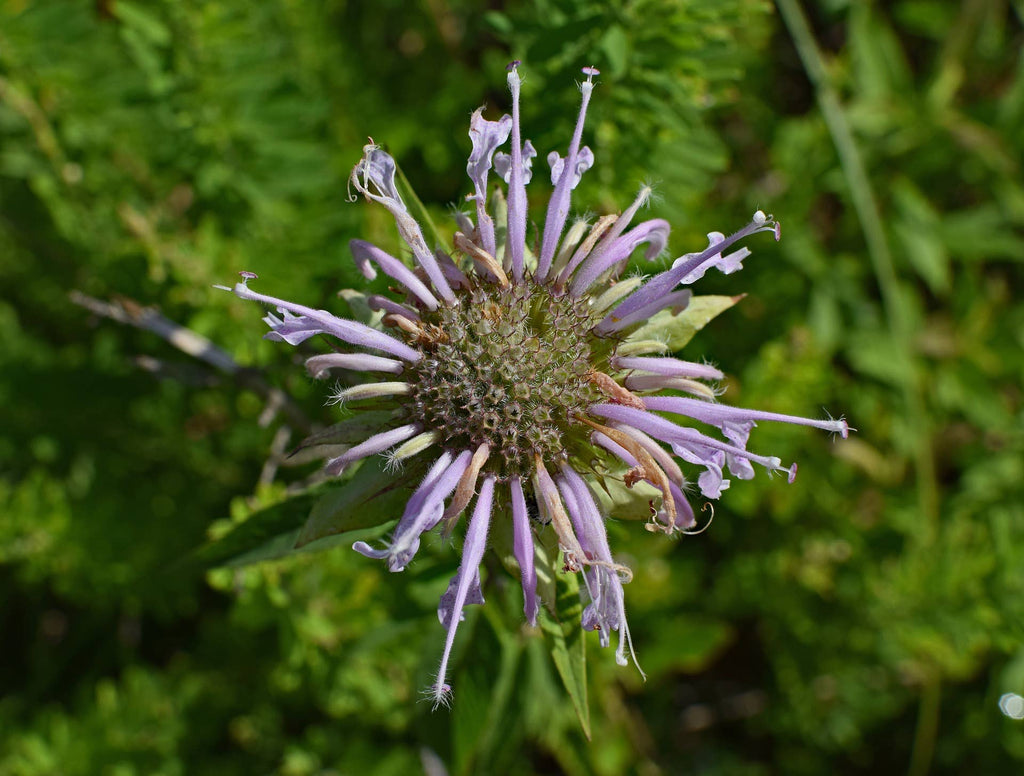 Wild Bergamot (Bee Balm) Native Seeds | Monarda Fistulosa Pollinator Series