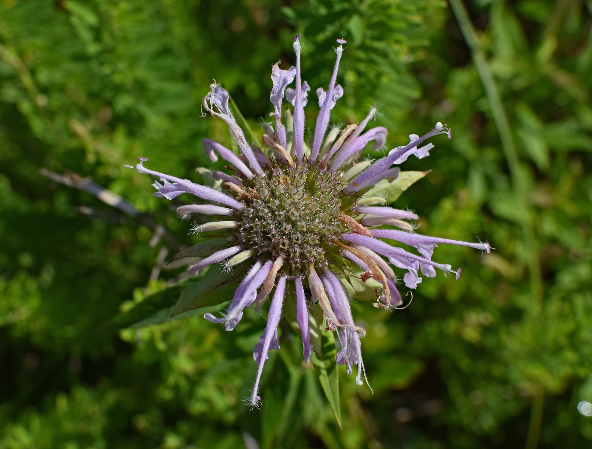 Wild Bergamot (Bee Balm) Native Seeds | Monarda Fistulosa Pollinator Series