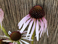 Purple Coneflower Native Seeds | Echinacea Purpurea Pollinator Series