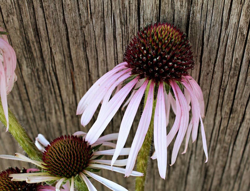 Purple Coneflower Native Seeds | Echinacea Purpurea Pollinator Series