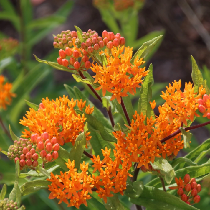 Butterfly Weed Art Pack