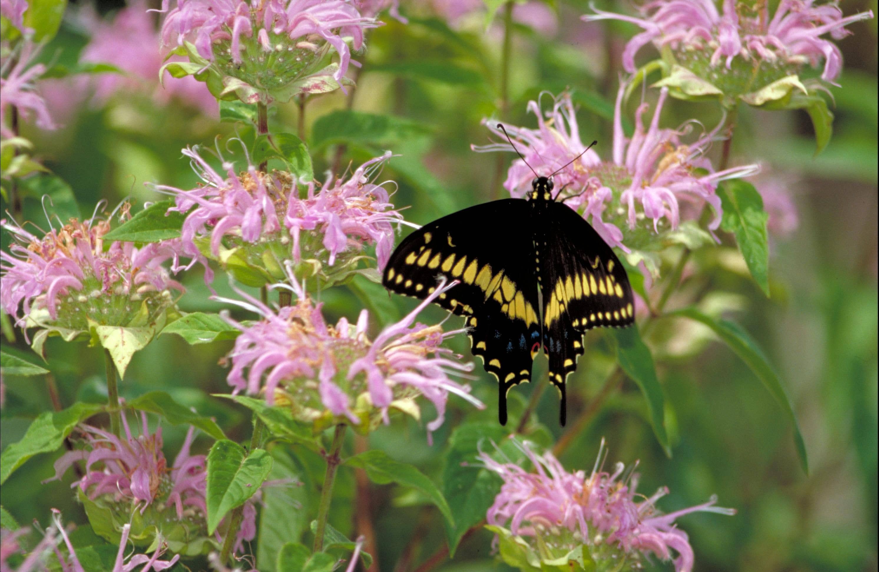 Wild Bergamot (Bee Balm) Native Seeds | Monarda Fistulosa Pollinator Series