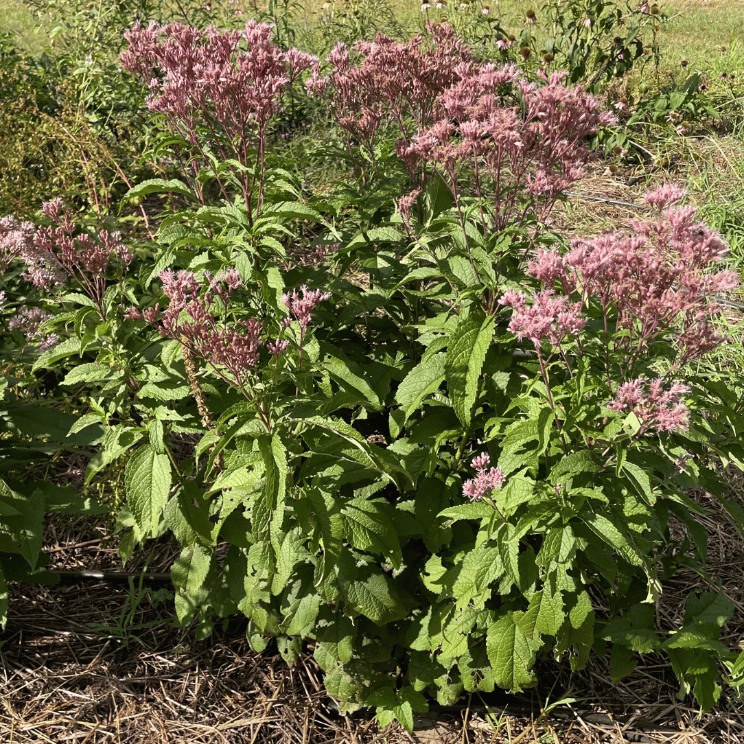 Spotted Joe Pye Weed Seed Art Pack