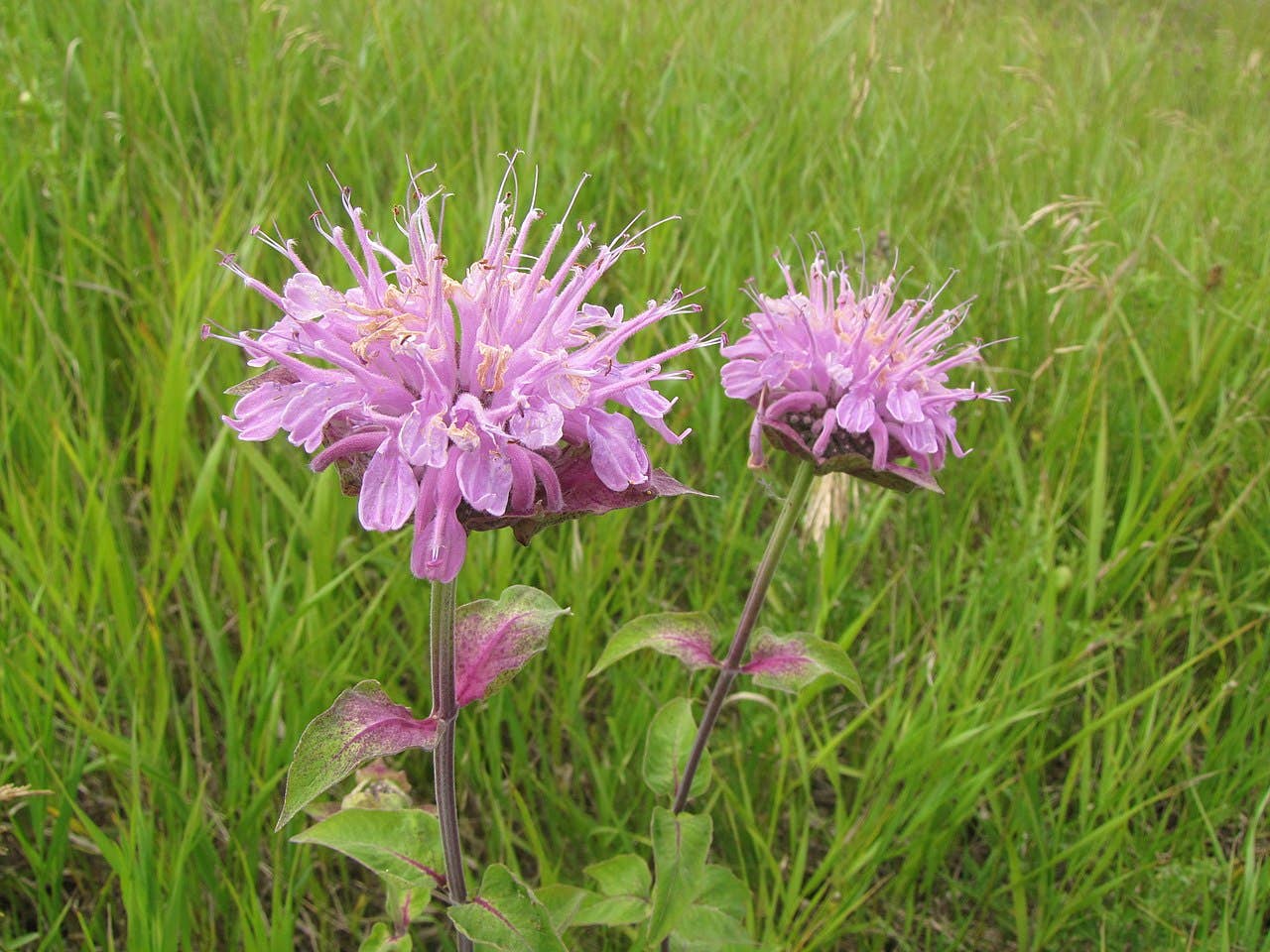 Wild Bergamot (Bee Balm) Native Seeds | Monarda Fistulosa Pollinator Series